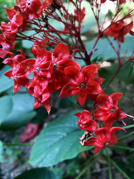 狀元紅網(wǎng)，揭秘4987精準(zhǔn)資料的秘密，狀元紅網(wǎng)揭秘，精準(zhǔn)資料4987背后的秘密