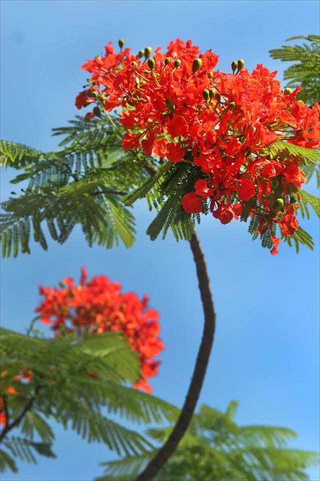 狀元紅，揭秘4987最準(zhǔn)最快的秘密武器，狀元紅，揭秘最準(zhǔn)最快的秘密武器 4987