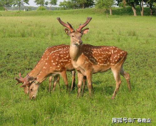 最新版本的6566cc澳彩資料大全介紹及特色功能解析，最新6566cc澳彩資料大全介紹與特色功能深度解析