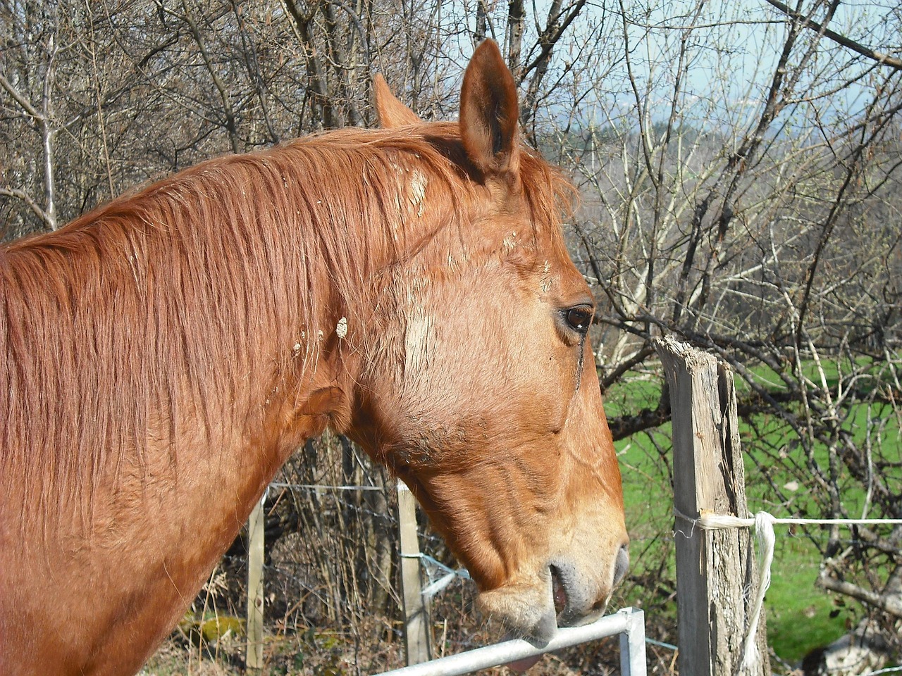 澳門四不像特馬，探索神秘現(xiàn)象背后的真相，澳門四不像特馬揭秘神秘現(xiàn)象背后的真相