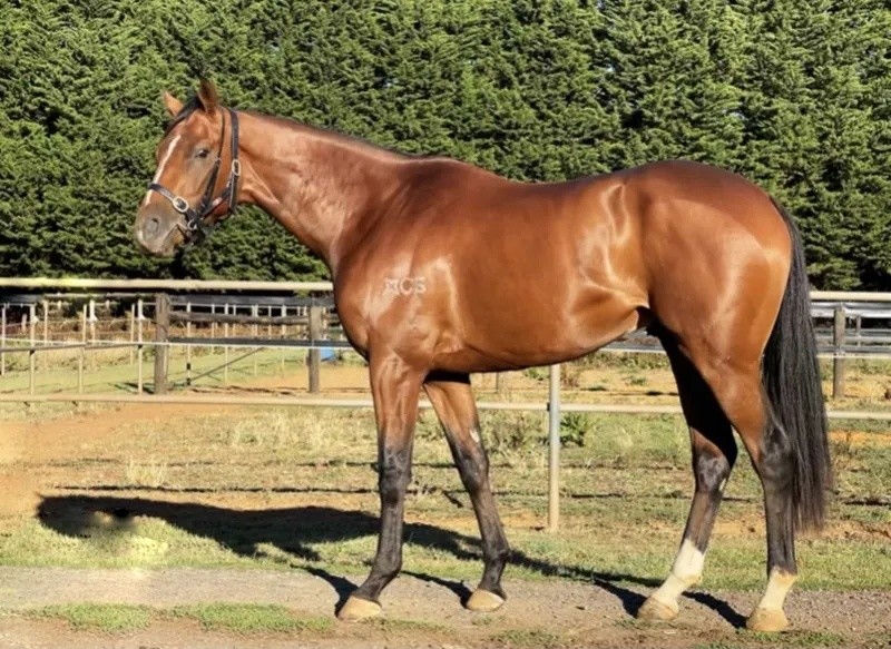 今晚澳門特馬開什么？今晚四不像的探討，今晚澳門特馬開彩結(jié)果及四不像探討