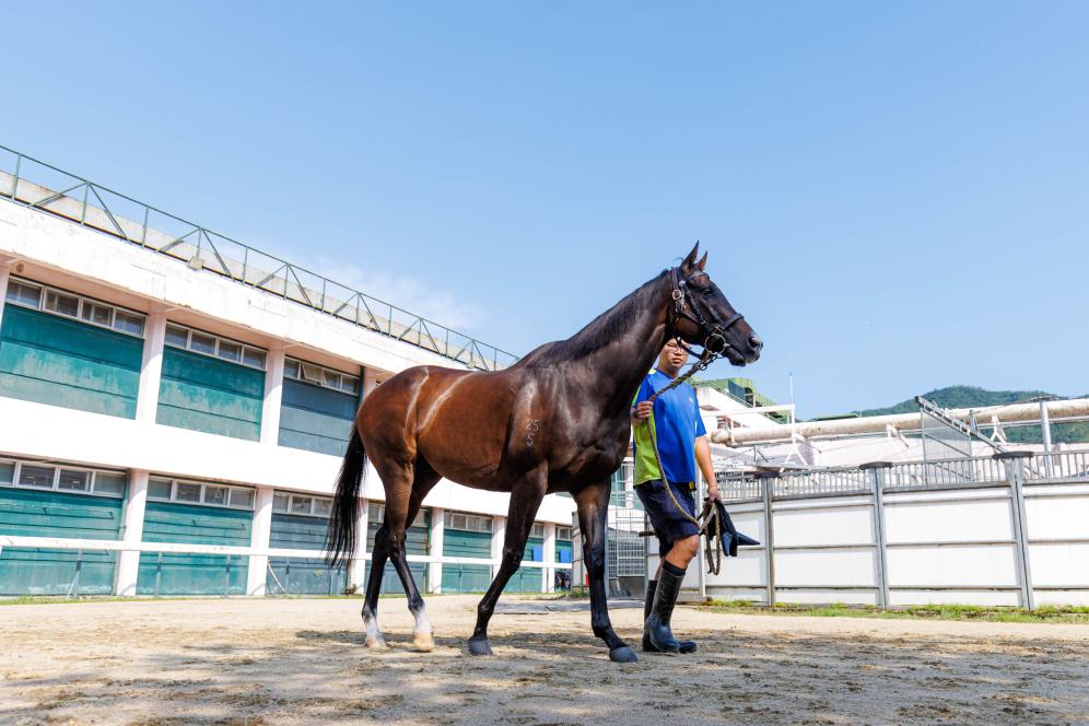 香港賽馬，77777與888888的傳奇故事，香港賽馬傳奇，77777與888888的賽場奇緣