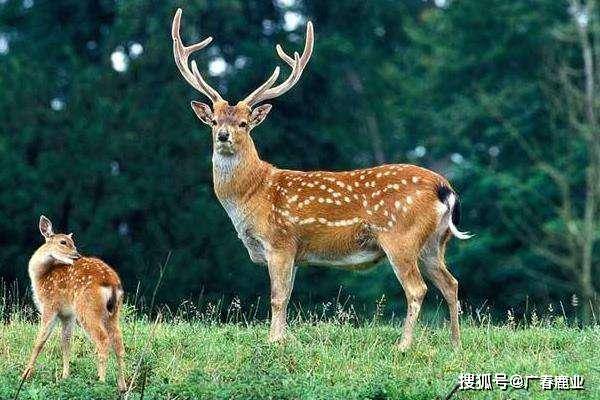 最新版本的6566cc澳彩資料大全介紹與特色功能解析，圖庫升級亮點(diǎn)一覽，最新6566cc澳彩資料大全介紹與特色功能解析，圖庫升級亮點(diǎn)全揭秘