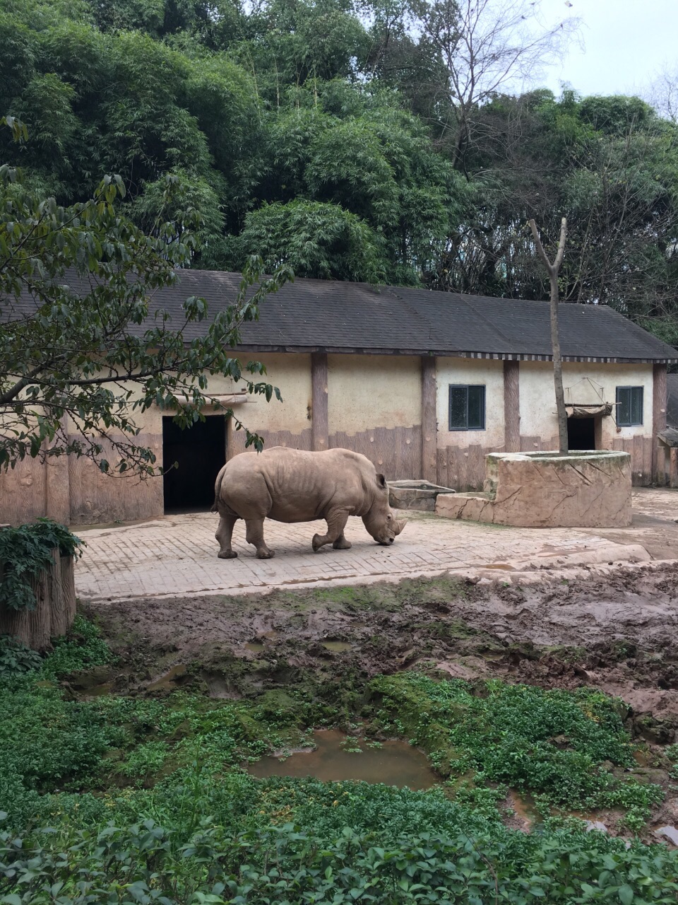 重慶動物園，探索動物世界的魅力之地，重慶動物園，動物世界的魅力探索之旅