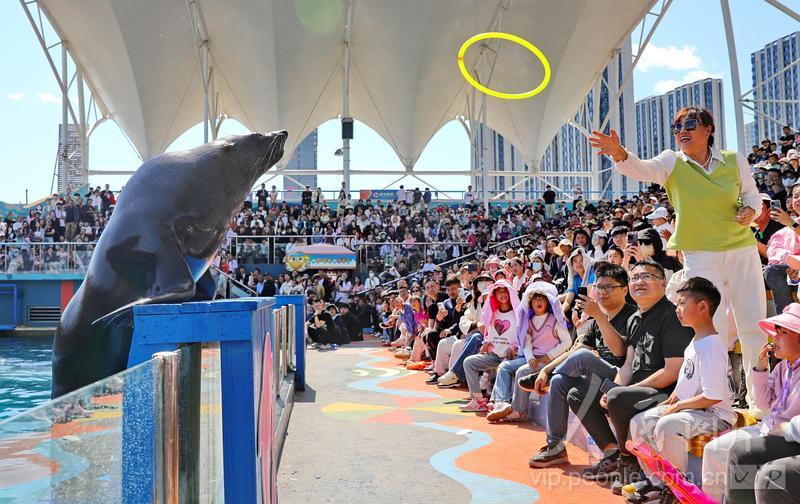 新澳2025今晚開獎結果揭曉，期待與驚喜并存，新澳2025今晚開獎結果揭曉，期待與驚喜交織的時刻