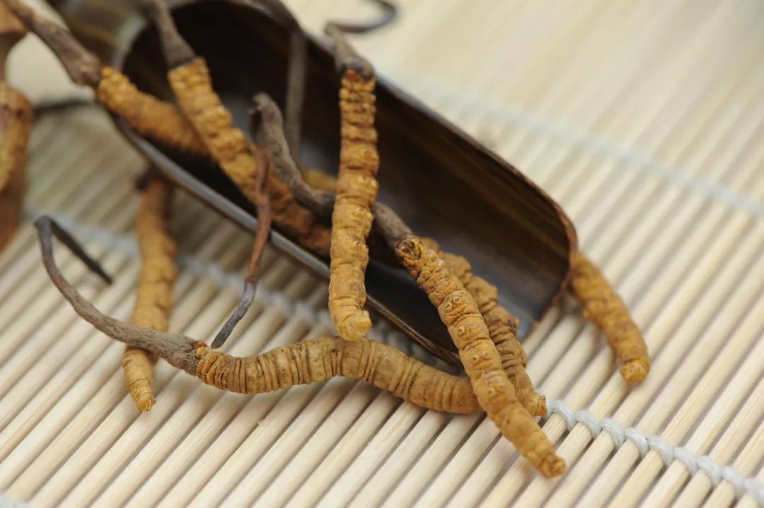 冬蟲夏草圖片，探尋神秘的草藥世界與珍貴圖片展示，冬蟲夏草圖片，探尋草藥世界的神秘與珍貴圖片展示