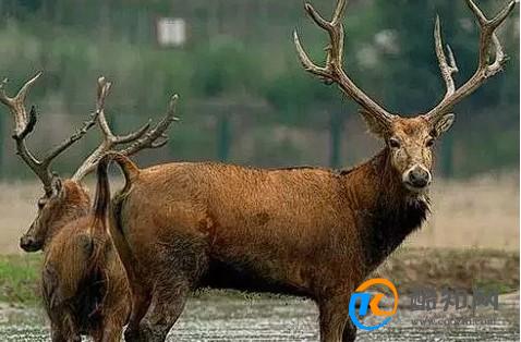 澳門四不像正版四不像網(wǎng)，探索真實與虛幻的交融之地，澳門四不像正版探索，真實與虛幻的交融世界