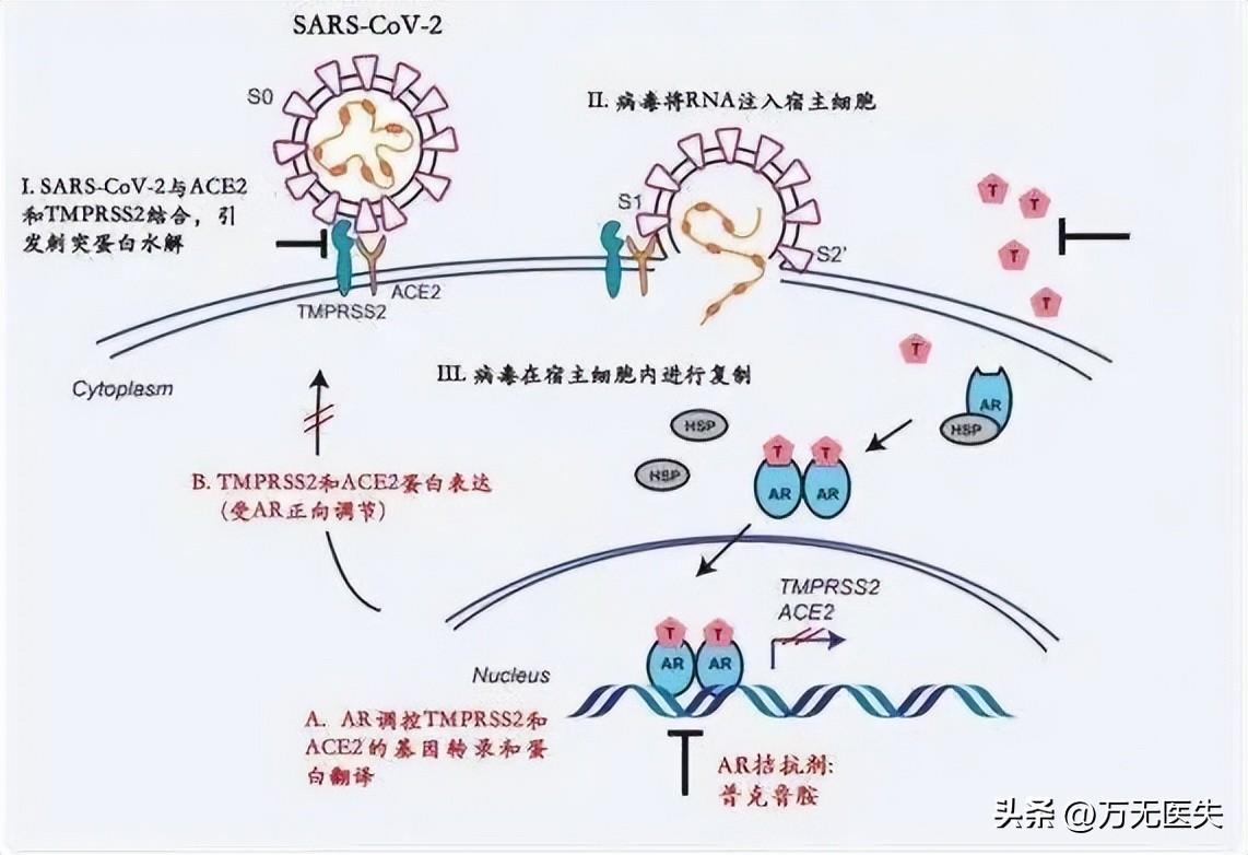 HIV最新研究進展，科學突破與未來展望，HIV研究新進展，科學突破與未來展望
