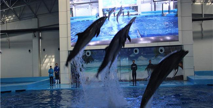 合肥海洋館門票價格詳解，合肥海洋館門票價格全面解析