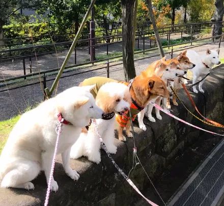 澳門一碼一肖一待一中四不像——揭開(kāi)神秘面紗下的真相，澳門神秘事件揭秘，一碼一肖一待一中四不像真相探索