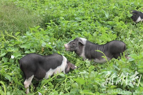 花豬王中王平特一肖，深度解析與SEO優(yōu)化策略，花豬王中王平特一肖，深度解析及SEO優(yōu)化策略探討