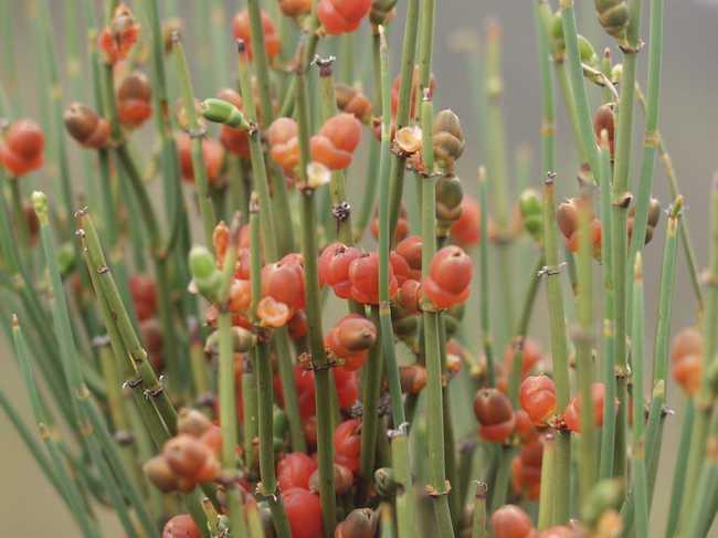 風(fēng)疹圖片與癥狀圖片詳解，認(rèn)識(shí)這種疾病，風(fēng)疹圖片及癥狀詳解，全面認(rèn)識(shí)風(fēng)疹疾病